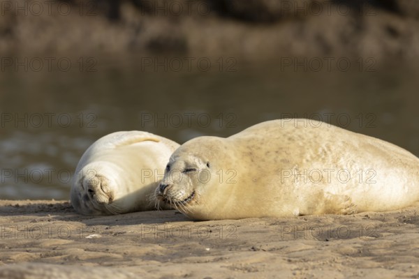 Common seal (Phoca vitulina) two adult animals sleeping on a beach, Norfolk, England, United Kingdom