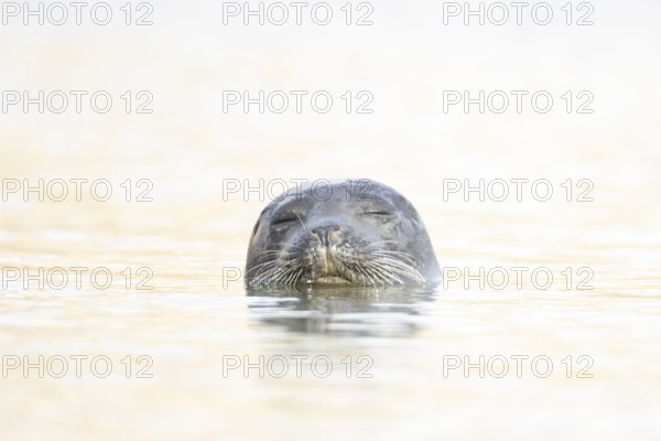 Common seal (Phoca vitulina) adult animal sleeping in the sea, Norfolk, England, United Kingdom