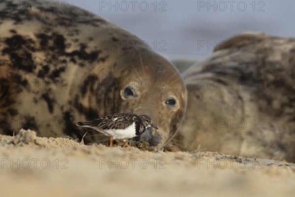 Grey seal (Halichoerus grypus) adult animal resting on a beach birdwatching as a Turnstone wading bird walks by, Norfolk, England, United Kingdom