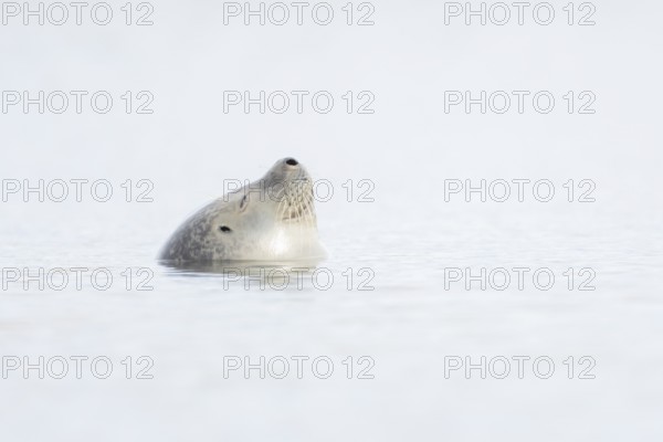Common seal (Phoca vitulina) adult animal sleeping in the sea, Norfolk, England, United Kingdom