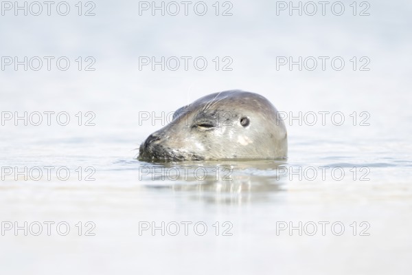 Common seal (Phoca vitulina) adult animal sleeping in the sea, Norfolk, England, United Kingdom