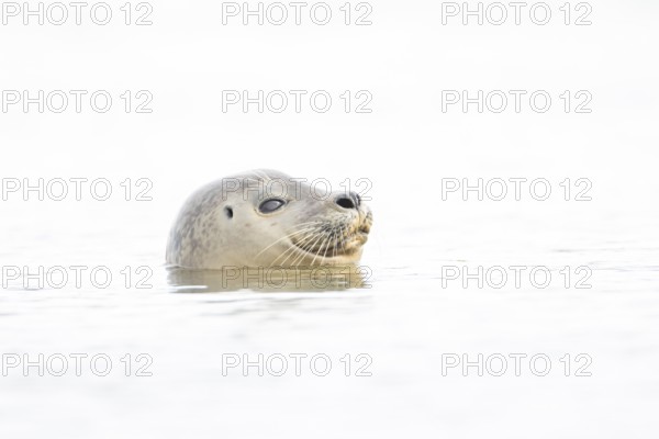 Common seal (Phoca vitulina) adult animal in the sea, Norfolk, England, United Kingdom