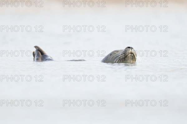 Common seal (Phoca vitulina) adult animal sleeping in the sea, Norfolk, England, United Kingdom