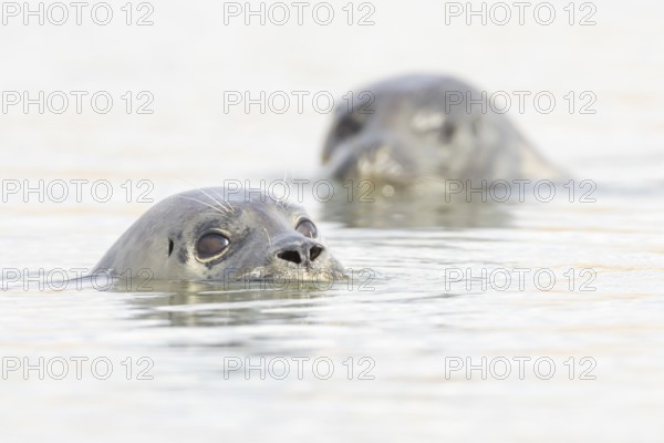 Common seal (Phoca vitulina) two adult animals in the sea, Norfolk, England, United Kingdom