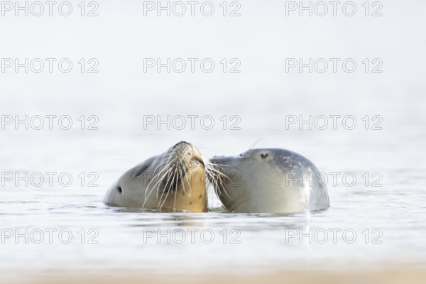 Common seal (Phoca vitulina) adult mother animal and juvenile baby pup in the sea, Norfolk, England, United Kingdom