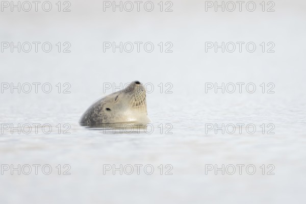 Common seal (Phoca vitulina) adult animal sleeping in the sea, Norfolk, England, United Kingdom