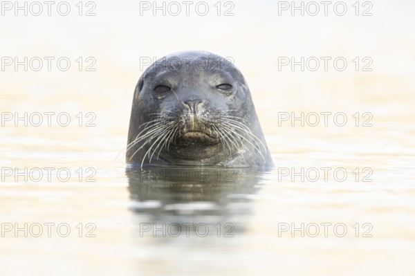 Common seal (Phoca vitulina) adult animal in the sea, Norfolk, England, United Kingdom