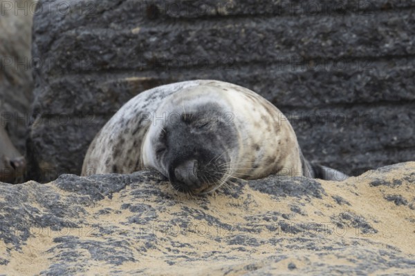 Grey seal (Halichoerus grypus) adult animal sleeping on a rock on a beach, Norfolk, England, United Kingdom