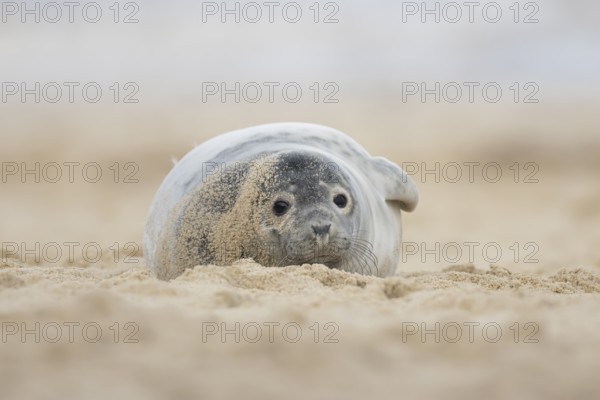 Grey seal (Halichoerus grypus) adult animal resting on a beach, Norfolk, England, United Kingdom