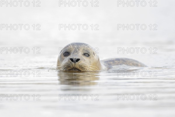 Common seal (Phoca vitulina) adult animal in the sea, Norfolk, England, United Kingdom