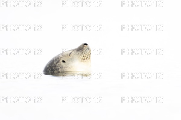 Common seal (Phoca vitulina) adult animal sleeping in the sea, Norfolk, England, United Kingdom