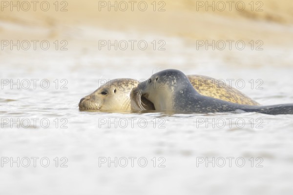 Common seal (Phoca vitulina) adult mother animal and juvenile baby pup in the sea, Norfolk, England, United Kingdom