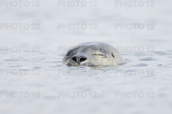 Common seal (Phoca vitulina) adult animal sleeping in the sea, Norfolk, England, United Kingdom