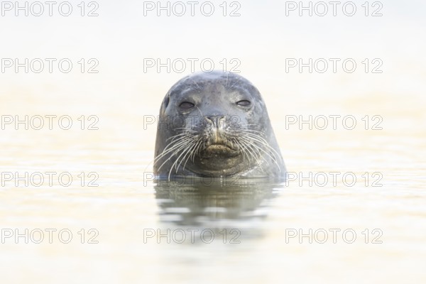 Common seal (Phoca vitulina) adult animal in the sea, Norfolk, England, United Kingdom