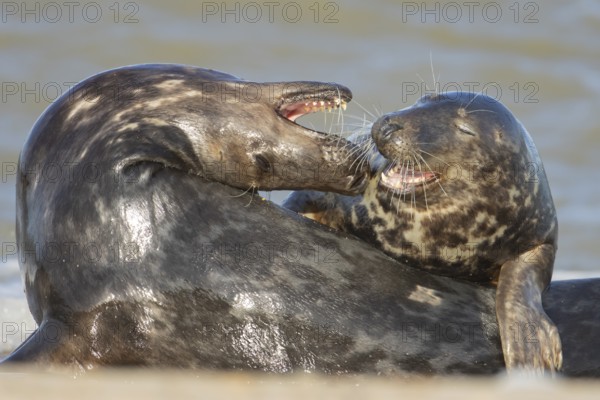 Grey seal (Halichoerus grypus) two adult animals lovingly courting on a beach, Norfolk, England, United Kingdom