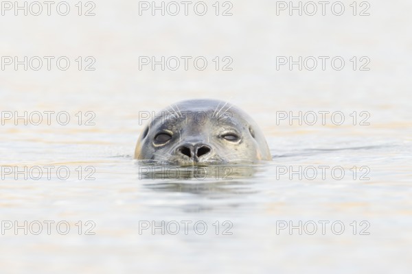 Common seal (Phoca vitulina) adult animal swimming in the sea, Norfolk, England, United Kingdom