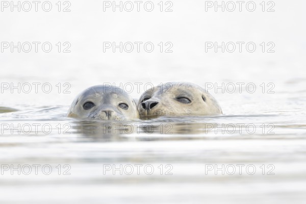 Common seal (Phoca vitulina) adult mother animal and juvenile baby pup in the sea, Norfolk, England, United Kingdom