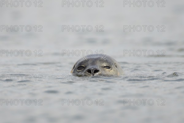 Common seal (Phoca vitulina) adult animal swimming in the sea, Norfolk, England, United Kingdom