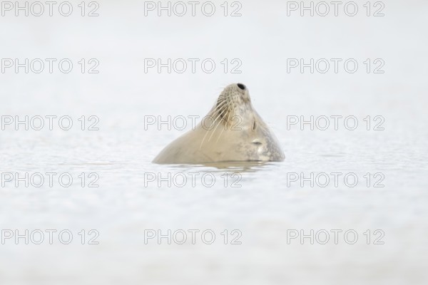 Common seal (Phoca vitulina) adult animal sleeping in the sea, Norfolk, England, United Kingdom