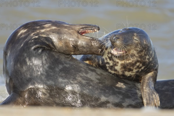 Grey seal (Halichoerus grypus) two adult animals lovingly courting on a beach, Norfolk, England, United Kingdom