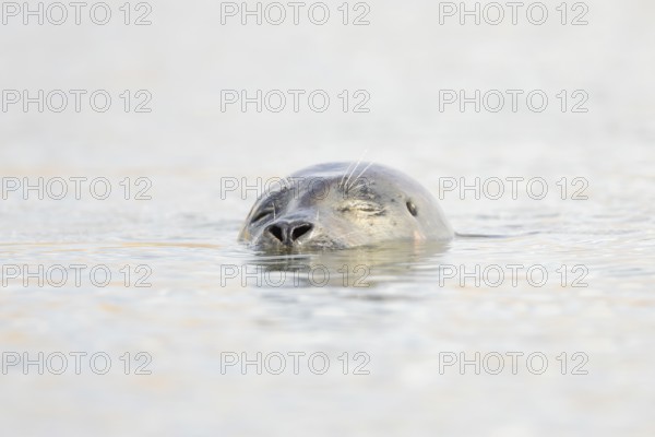 Common seal (Phoca vitulina) adult animal sleeping in the sea, Norfolk, England, United Kingdom