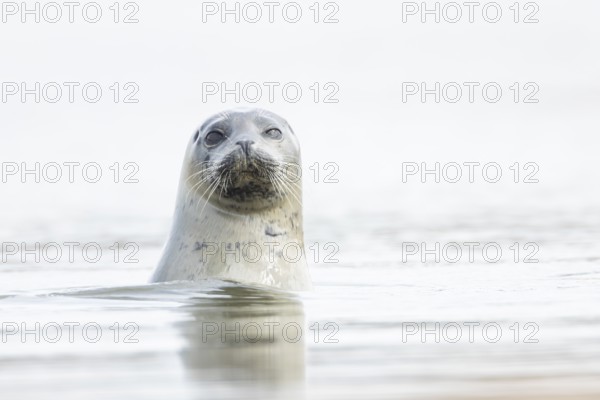 Common seal (Phoca vitulina) adult animal in the sea, Norfolk, England, United Kingdom