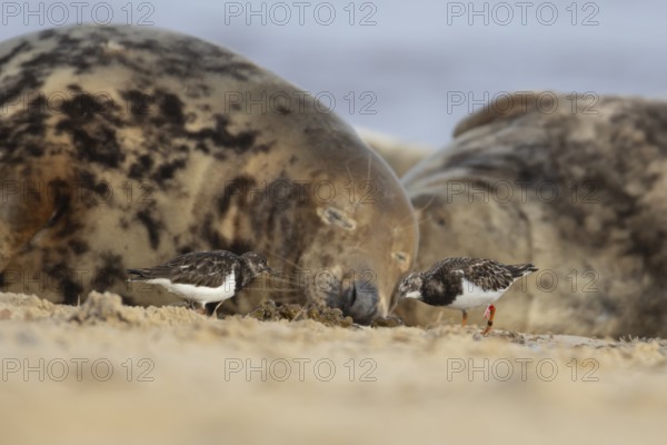 Grey seal (Halichoerus grypus) adult animal sleeping on a beach as two Turnstone wading birds feed, Norfolk, England, United Kingdom