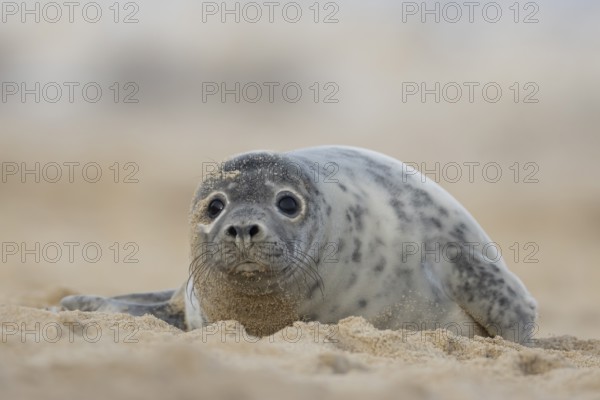 Grey seal (Halichoerus grypus) adult animal resting on a beach, Norfolk, England, United Kingdom