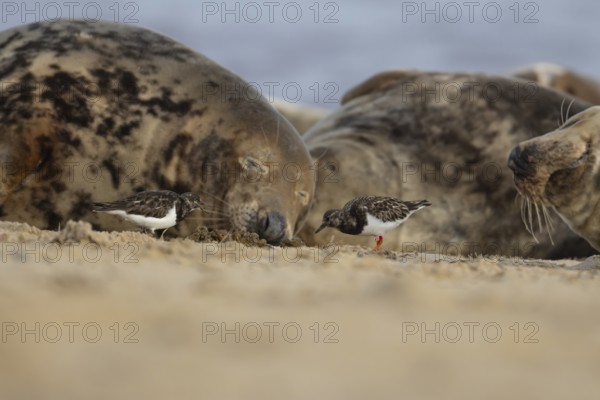 Grey seal (Halichoerus grypus) adult animal sleeping on a beach as two Turnstone wading birds feed, Norfolk, England, United Kingdom