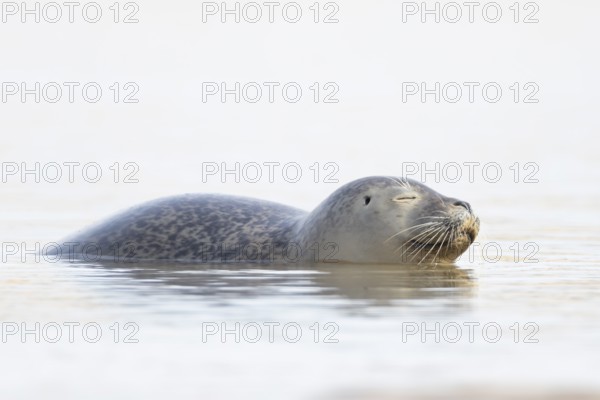 Common seal (Phoca vitulina) adult animal sleeping in the sea, Norfolk, England, United Kingdom