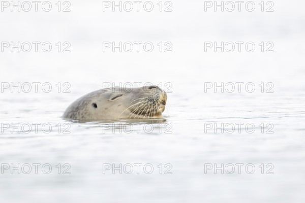 Common seal (Phoca vitulina) adult animal sleeping in the sea, Norfolk, England, United Kingdom