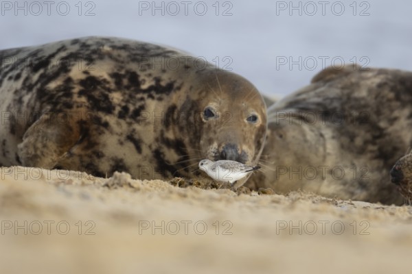 Grey seal (Halichoerus grypus) adult animal resting on a beach birdwatching as a Sanderling wading bird walks by, Norfolk, England, United Kingdom