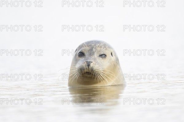 Common seal (Phoca vitulina) adult animal in the sea, Norfolk, England, United Kingdom