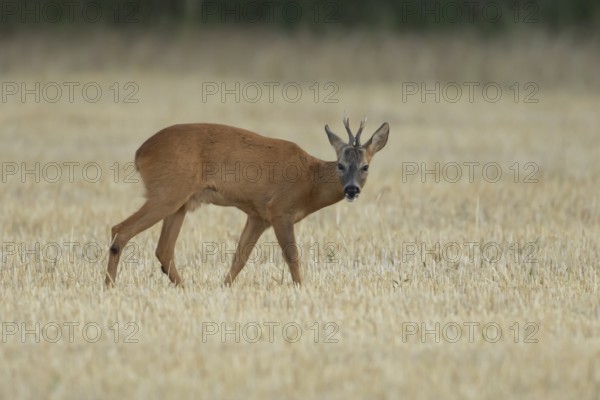 Roe deer (Capreolus capreolus) adult male buck animal in a farmland stubble field in summer, England, United Kingdom