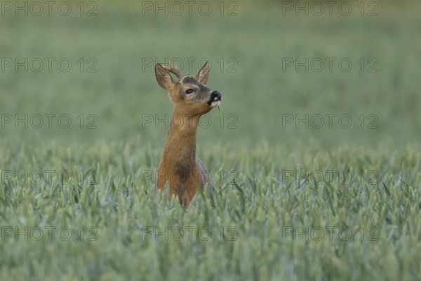 Roe deer (Capreolus capreolus) adult male buck animal in a farmland wheat field in summer, England, United Kingdom