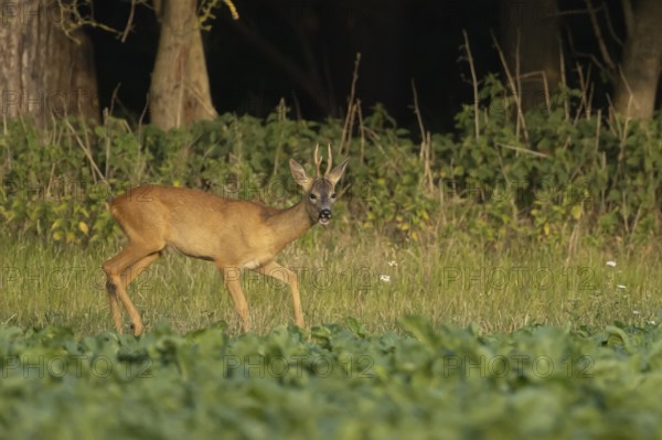 Roe deer (Capreolus capreolus) adult male buck animal feeding in a farm sugar beet crop on the edge of woodland in summer, England, United Kingdom