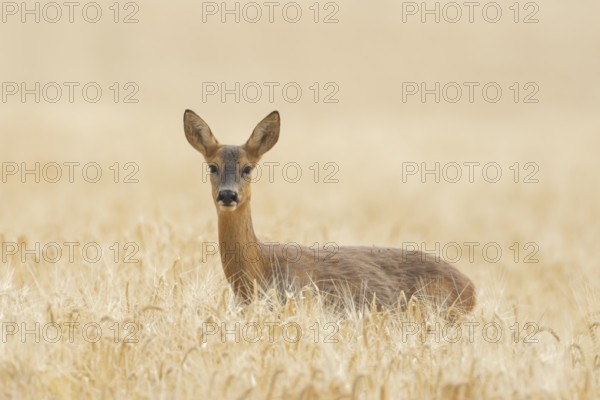 Roe deer (Capreolus capreolus) adult female doe animal in a farmland cereal field in summer, England, United Kingdom