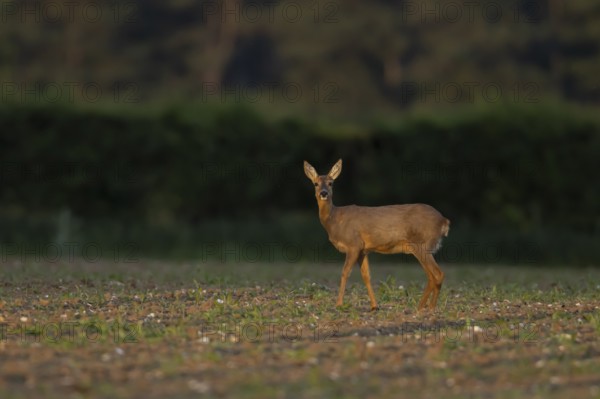 Roe deer (Capreolus capreolus) adult female doe animal in a farmland field in summer, England, United Kingdom