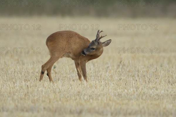 Roe deer (Capreolus capreolus) adult male buck animal in a farmland stubble field in summer, England, United Kingdom