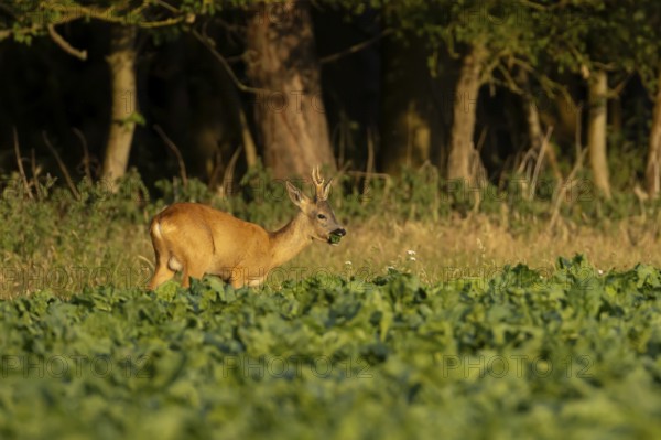 Roe deer (Capreolus capreolus) adult male buck animal feeding in a farm sugar beet crop on the edge of woodland in summer, England, United Kingdom