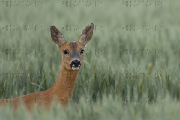 Roe deer (Capreolus capreolus) head portrait of an adult female doe animal in a farmland wheat field in summer, England, United Kingdom