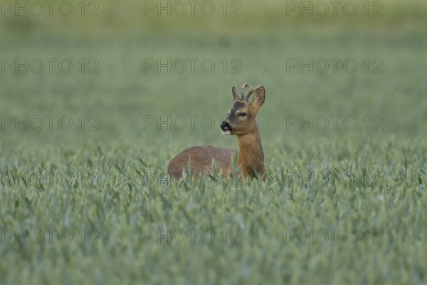 Roe deer (Capreolus capreolus) adult male buck animal in a farmland wheat field in summer, England, United Kingdom