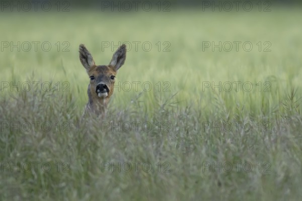 Roe deer (Capreolus capreolus) adult female doe animal in a farmland cereal field in summer, England, United Kingdom