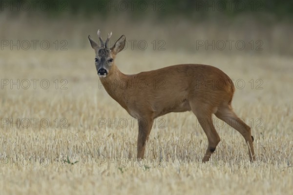 Roe deer (Capreolus capreolus) adult male buck animal in a farmland stubble field in summer, England, United Kingdom