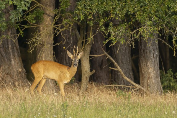 Roe deer (Capreolus capreolus) adult male buck animal on the edge of woodland in summer, England, United Kingdom