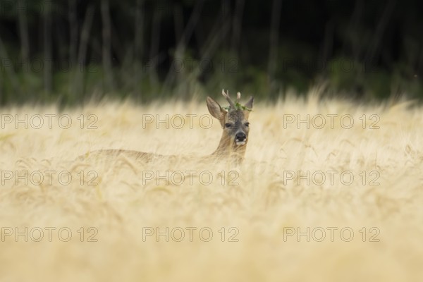 Roe deer (Capreolus capreolus) adult male buck animal in a farmland barley field in summer, England, United Kingdom