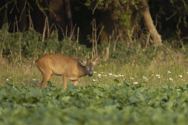 Roe deer (Capreolus capreolus) adult male buck animal feeding in a farm sugar beet crop on the edge of woodland in summer, England, United Kingdom