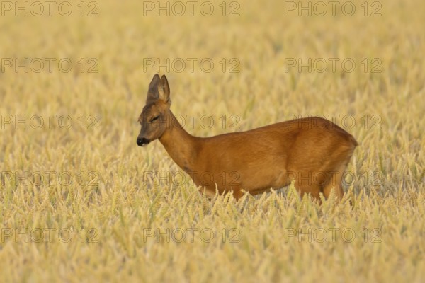 Roe deer (Capreolus capreolus) adult female doe animal in a farmland wheat field in summer, England, United Kingdom