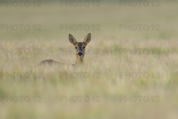 Roe deer (Capreolus capreolus) adult female doe animal in a farmland barley field in summer, England, United Kingdom