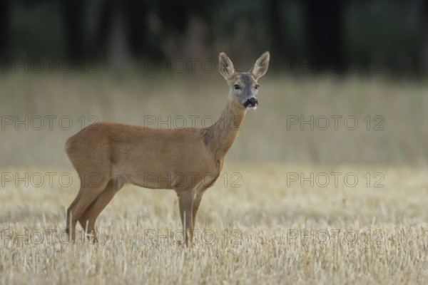 Roe deer (Capreolus capreolus) adult female doe animal standing in a farmland stubble field in summer, England, United Kingdom
